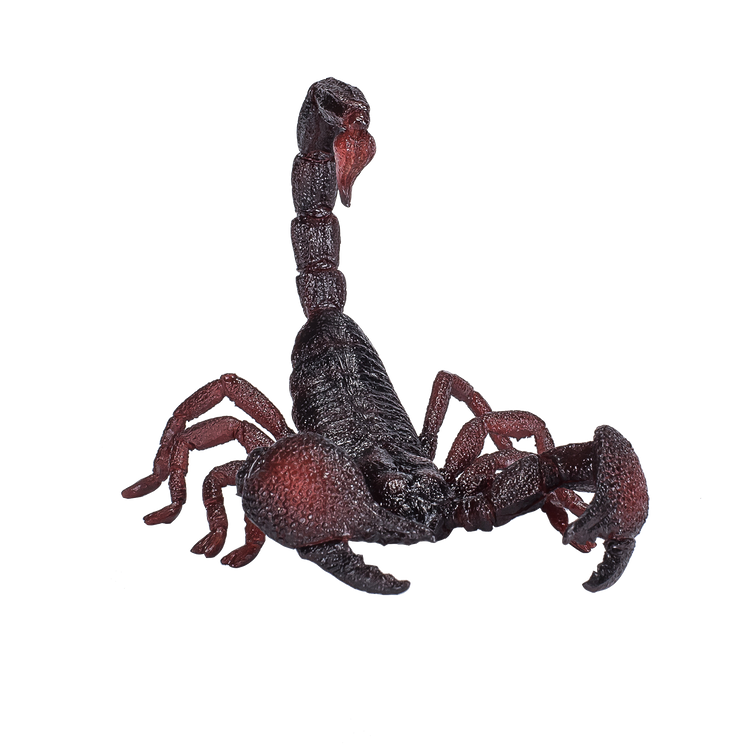 Emperor Scorpion