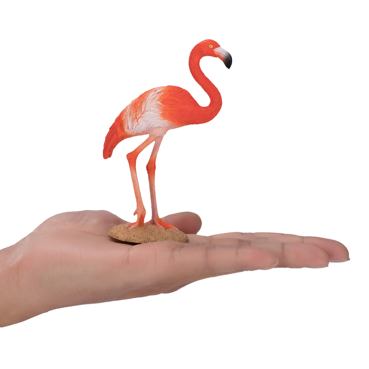 American Flamingo
