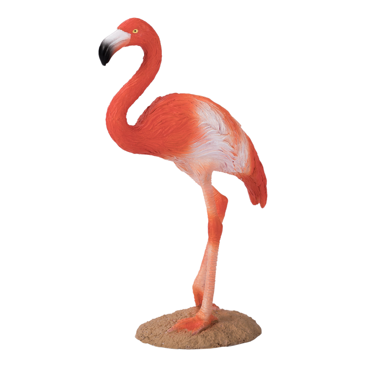 American Flamingo