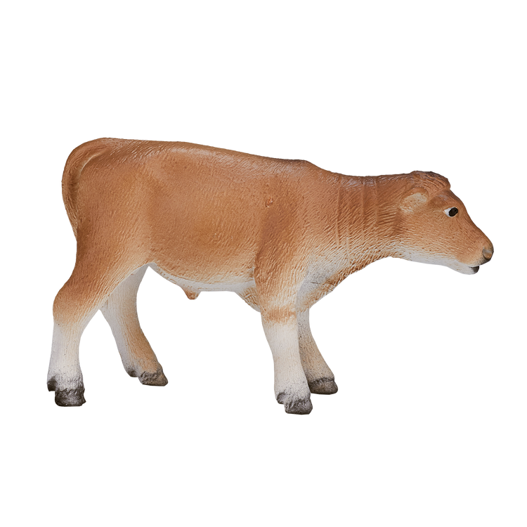 Jersey Calf  standing