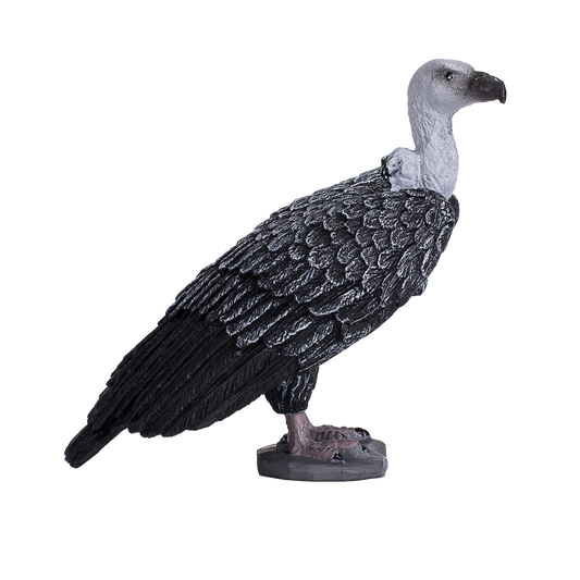Griffon Vulture