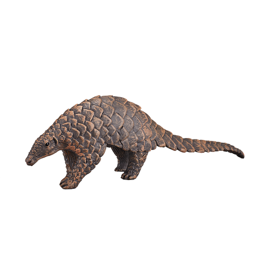 Indian Pangolin