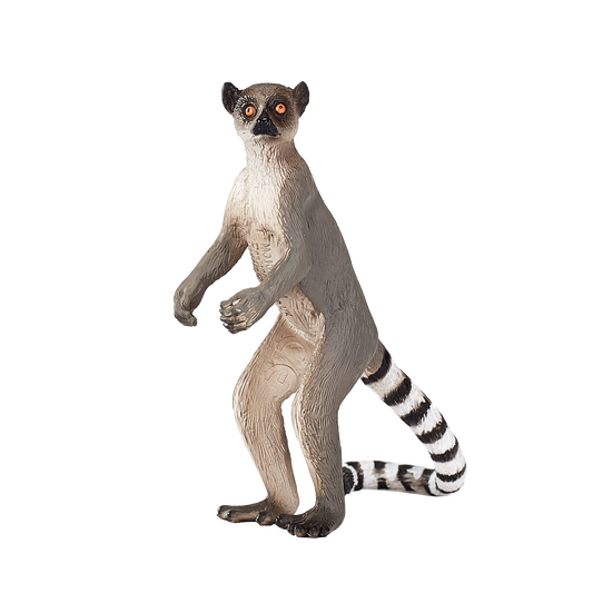 Ringtail Lemur