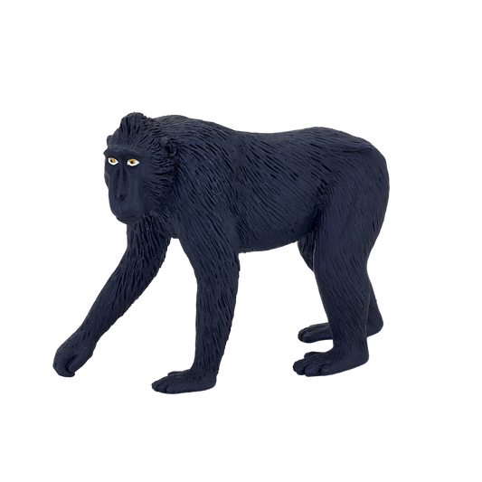 Black Crested Macaque