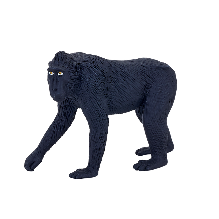 Black Crested Macaque