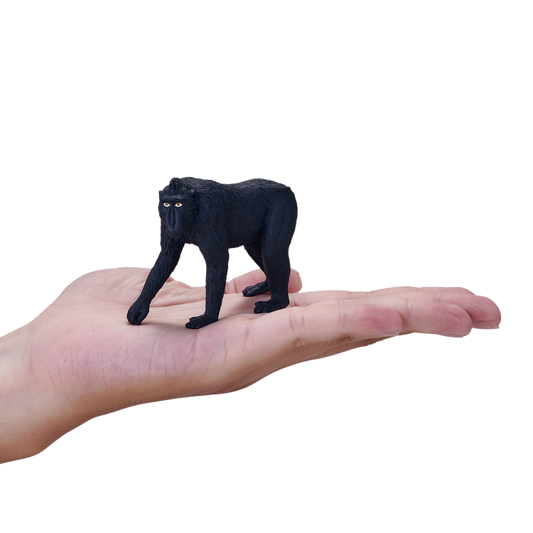 Black Crested Macaque