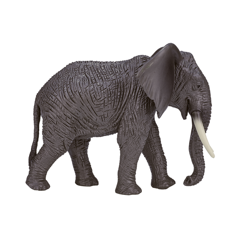 African Elephant