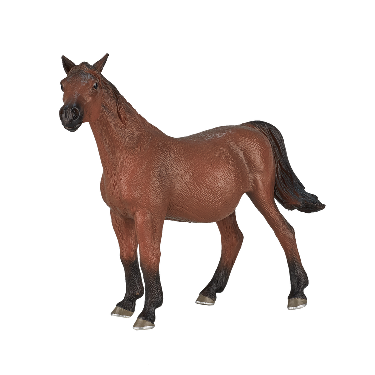 Arabian Mare in Foal