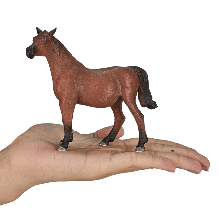 Arabian Mare in Foal