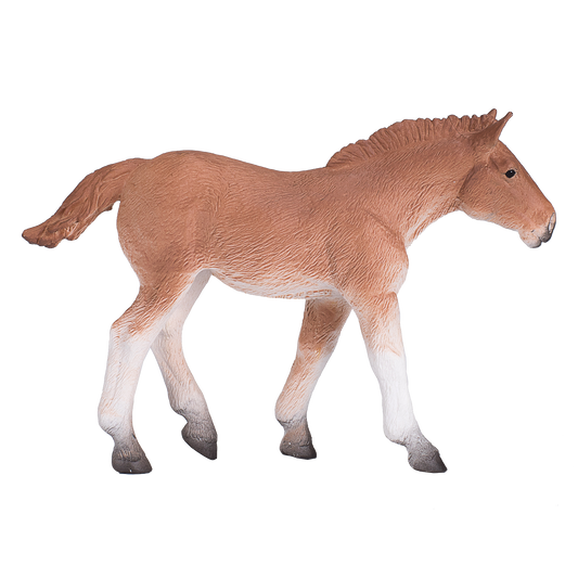 Suffolk Punch Foal