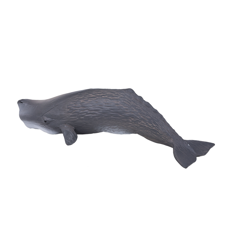 Sperm Whale