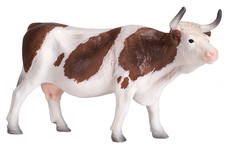 Simmental Cow