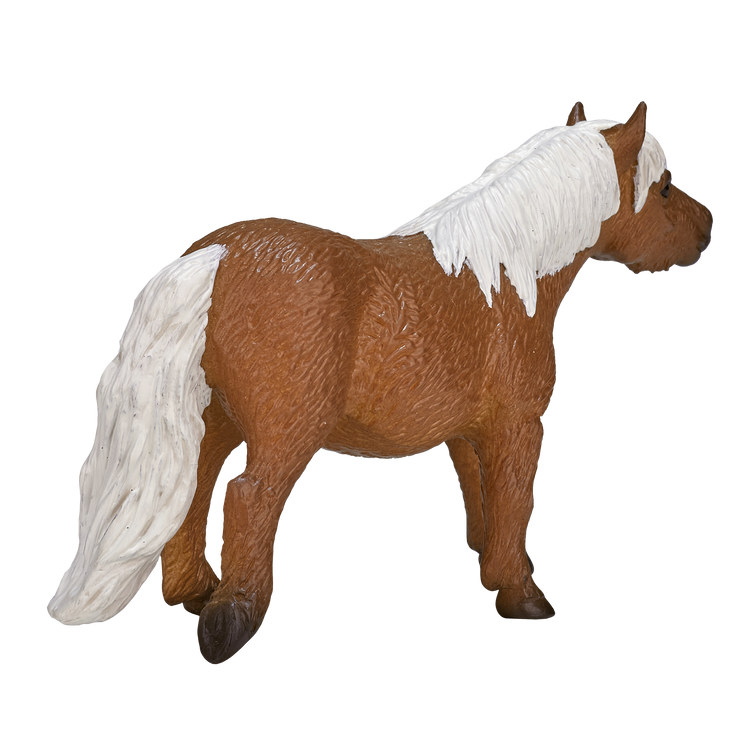 Shetland Pony
