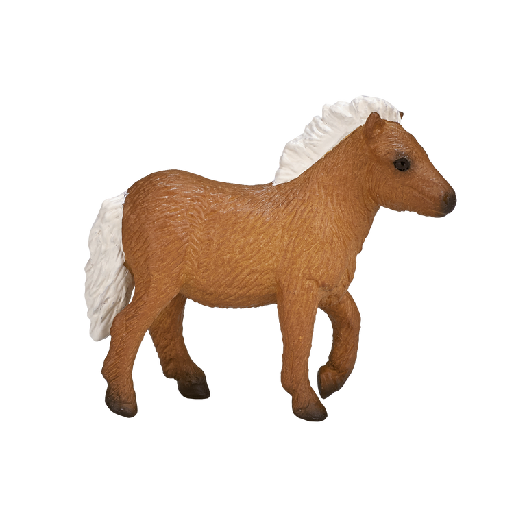 Shetland Foal