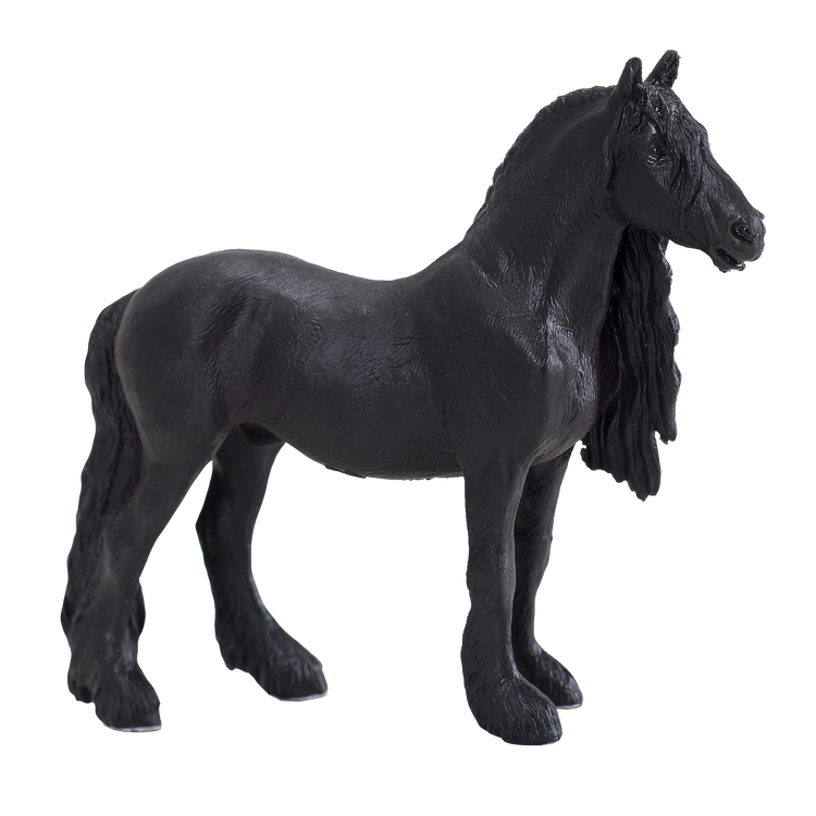 Friesian Gelding