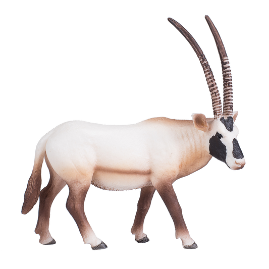 Arabian Oryx
