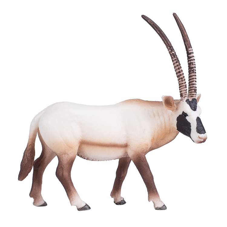 Arabian Oryx