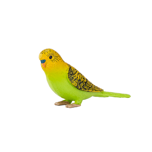 Green Budgerigar