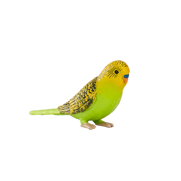 Green Budgerigar