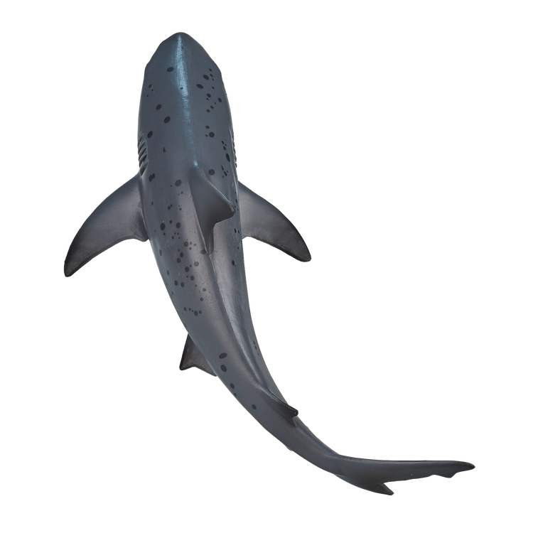 Bull Shark