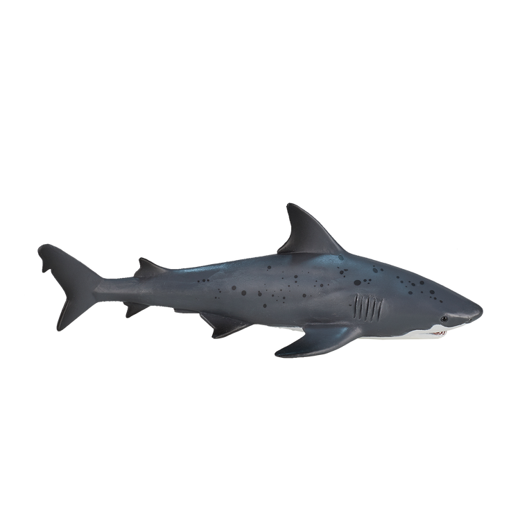 Bull Shark
