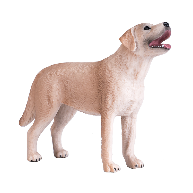 Labrador