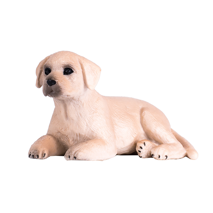 Labrador Puppy