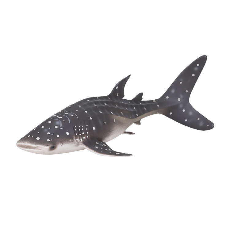 Whale Shark