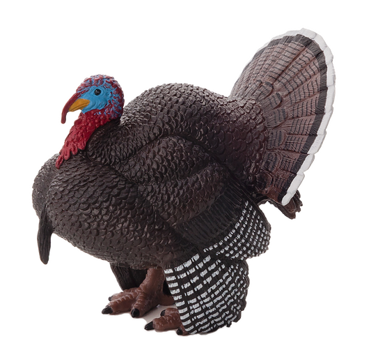 Male Turkey