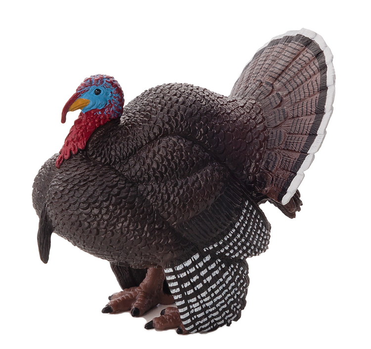 Male Turkey