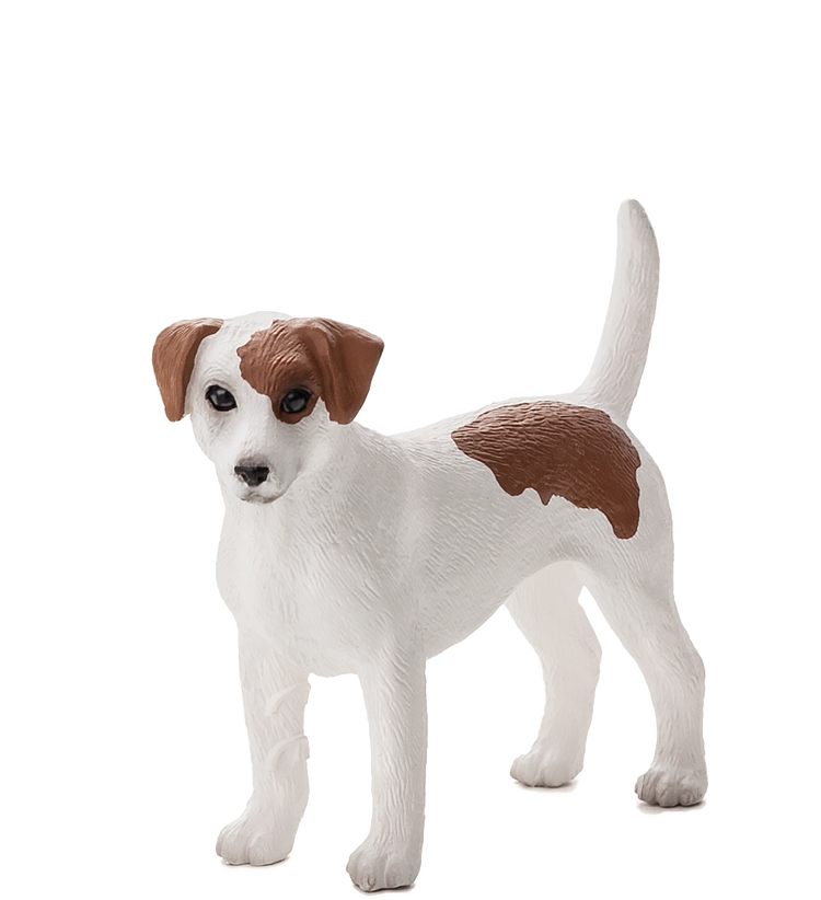Jack Russel Terrier