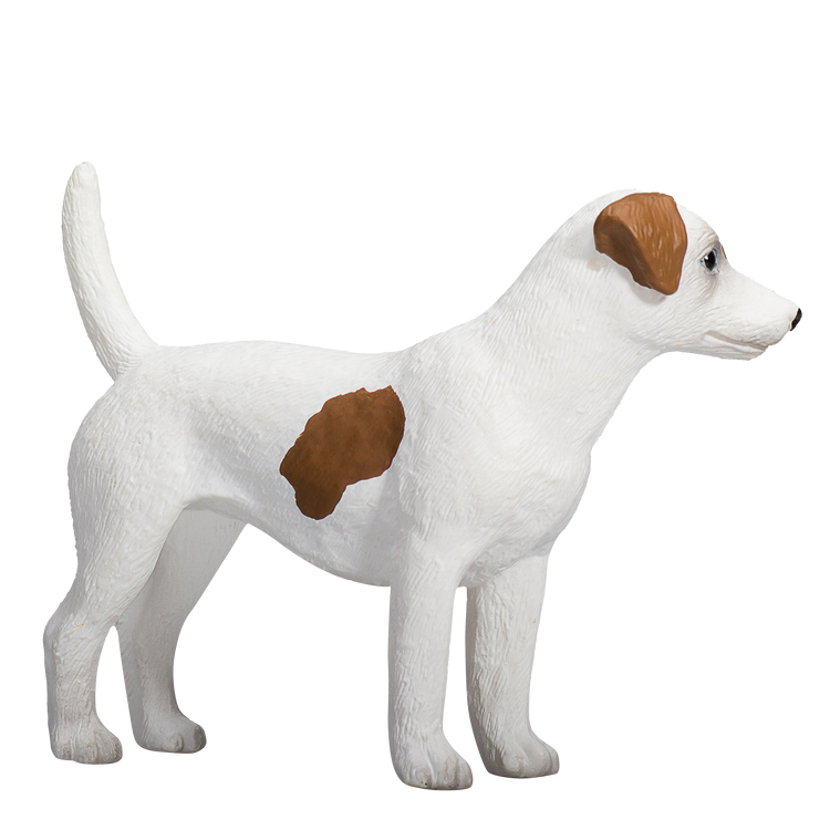 Jack Russel Terrier