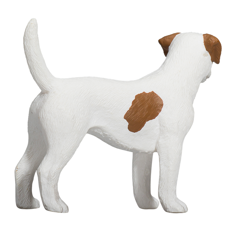 Jack Russel Terrier