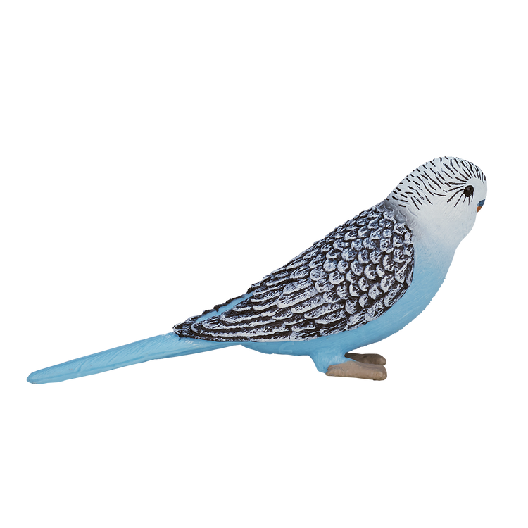 Blue Budgerigar