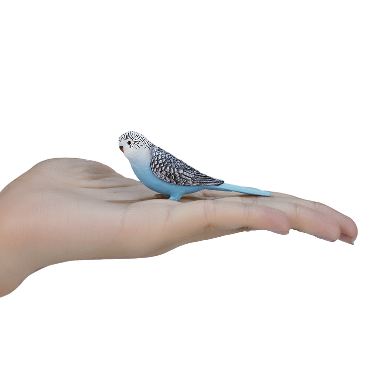 Blue Budgerigar