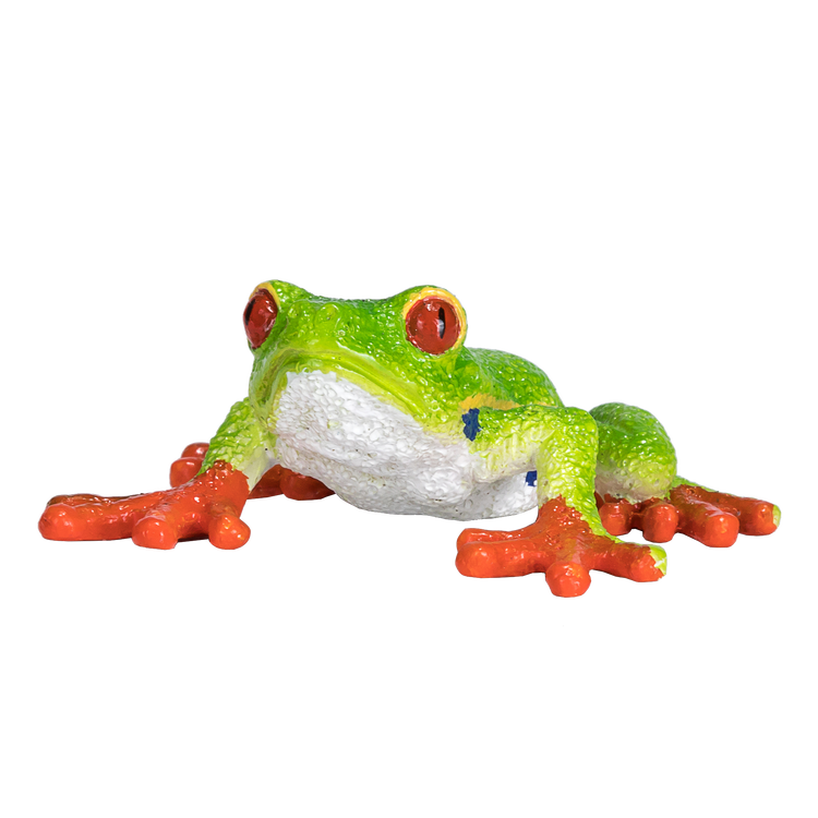Red Eyed Tree Frog