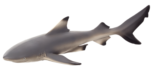 Blacktip Reef Shark