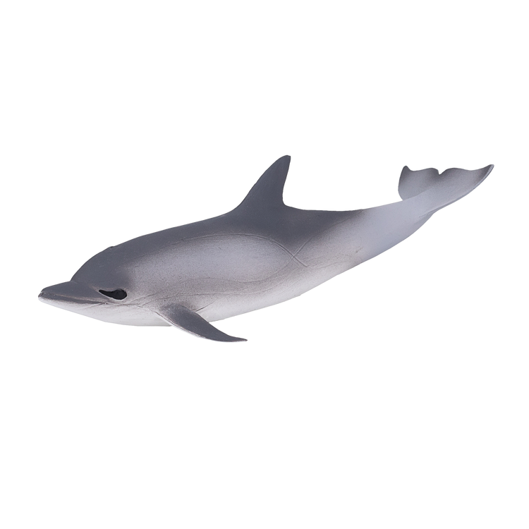 Common Dolphin