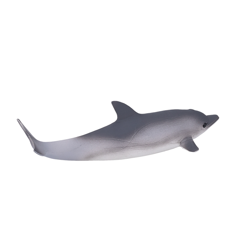 Common Dolphin