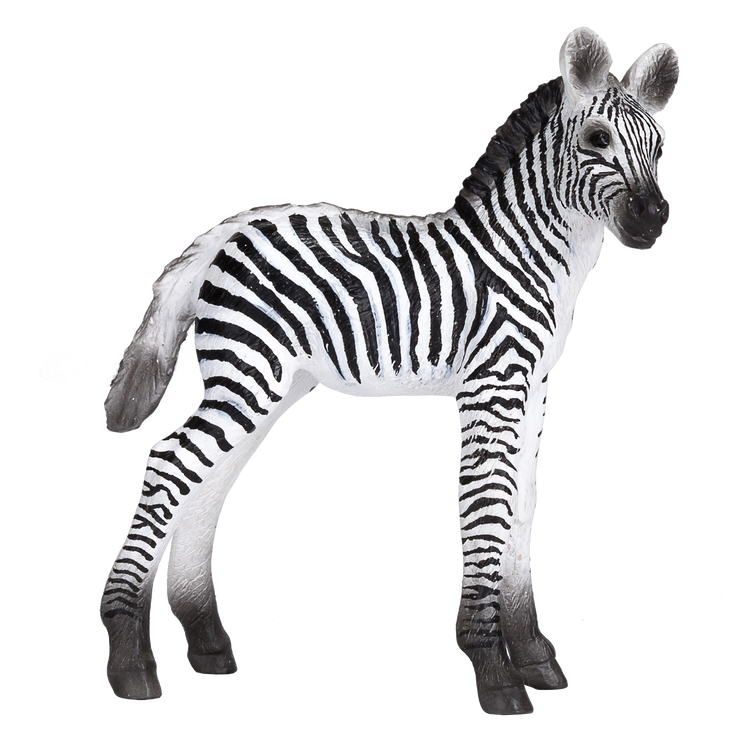 Zebra Foal