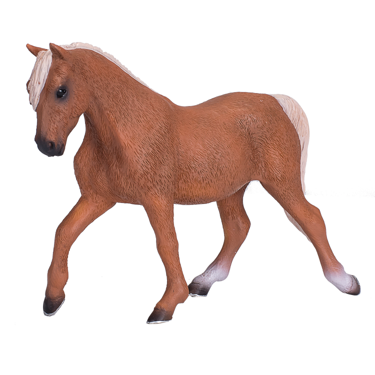 Morgan Stallion Palomino